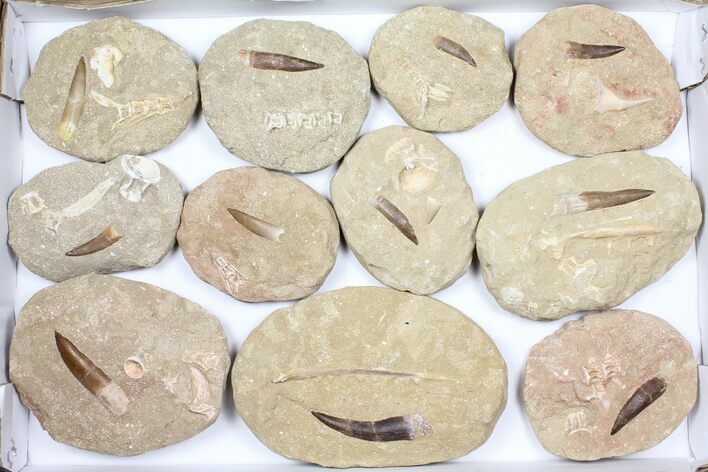 Flat: Real Fossil Plesiosaur Teeth In Matrix - Pieces #98232